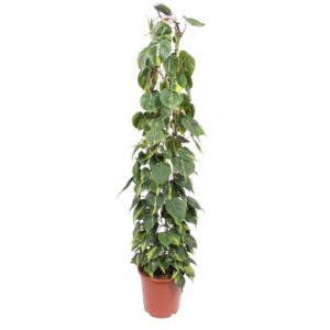 96f4c25e234742c9b171a62d5a96988653aac98fdd244c70ba874d038006e8e0.jpg Philodendron Scandens Brasil Gitterrost