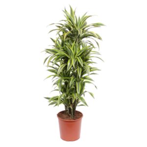 5608f3f823cd4211b6b0c12b40452e1fca33cd2e7703462caf6279c6e090e4be.jpg Dracaena Lemon Lime