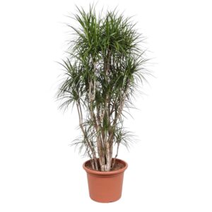 35a2099702df4546bdf643e871bdc921efd2ae9f7534420ba92cc3d36f9255b6.jpg Dracaena Marginata verzweigt