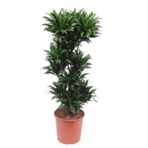 1ad077eb06f44d34bbaa5f8a5fd6c54253e684c1903a4ea58d386baed5bba342.jpg Dracaena Compacta
