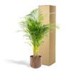 Areca Palme mit Topf