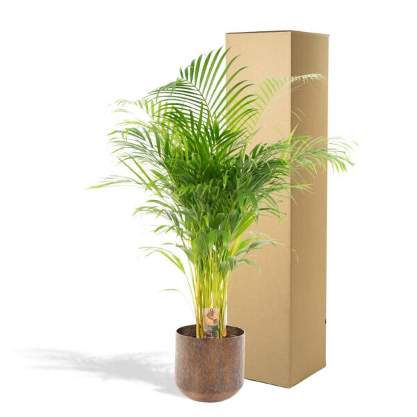 Areca Palme mit Topf