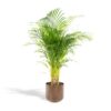 Areca Palme mit Topf