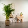 Areca Palme mit Topf