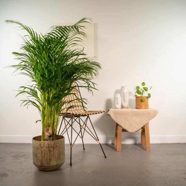 Areca Palme mit Topf