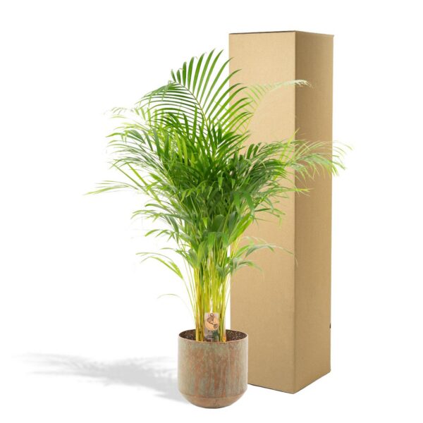Areca Palme mit Topf
