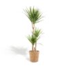 Dracaena mit Korb