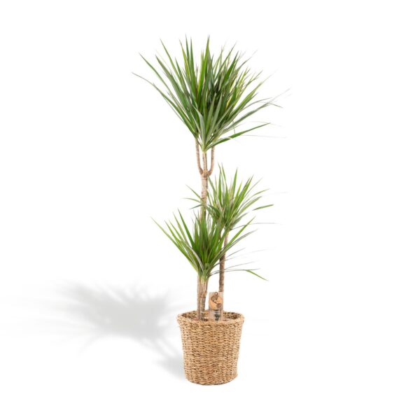 Dracaena mit Korb