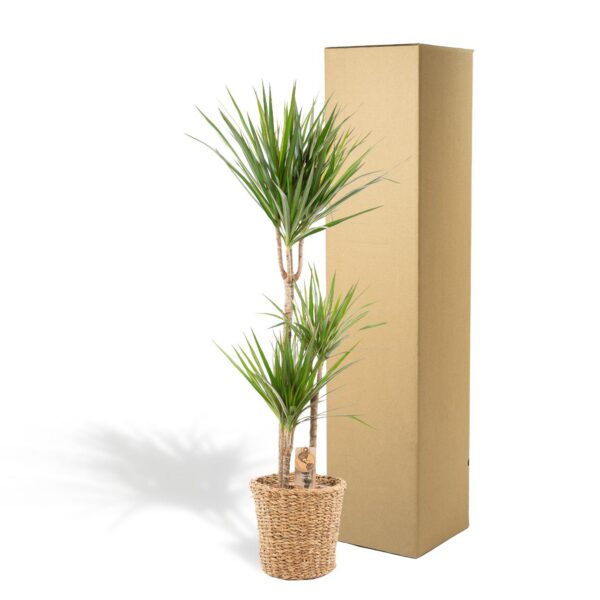 Dracaena mit Korb