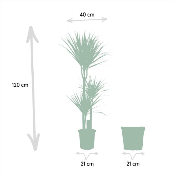 Dracaena mit Korb