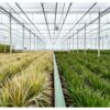 Dracaena mit Korb