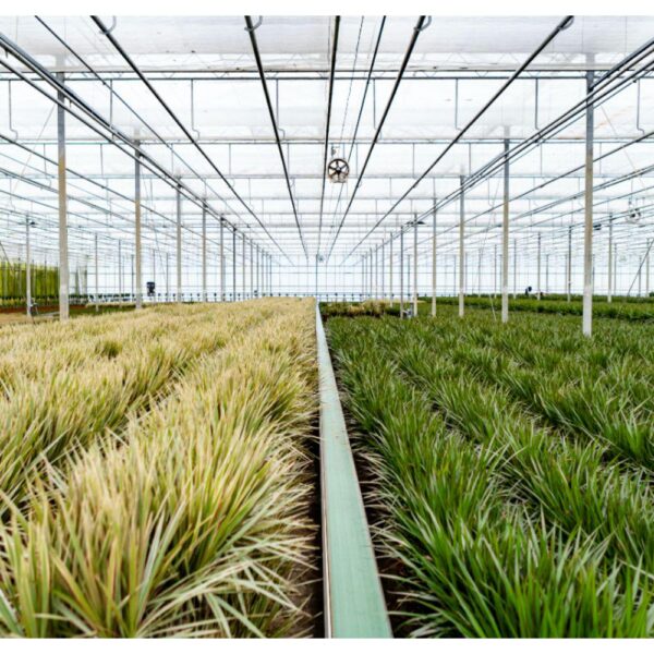 Dracaena mit Korb