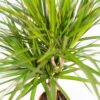 Dracaena mit Korb