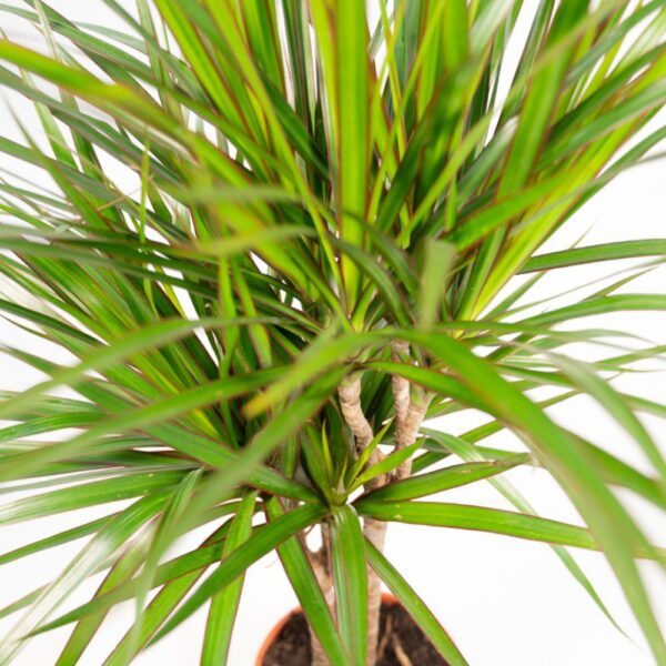 Dracaena mit Korb
