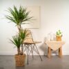Dracaena mit Korb