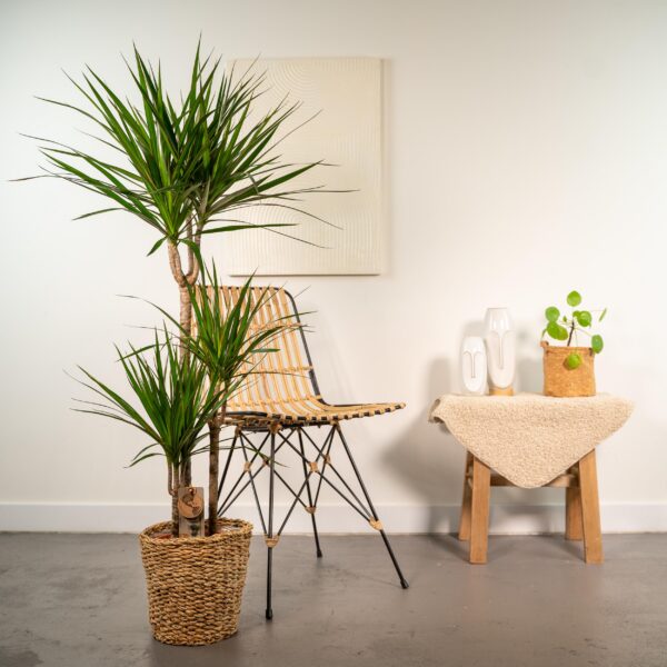 Dracaena mit Korb