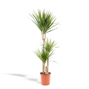 48756e95894b4cf69721fae1b438827fc40af89e4bc6451882dd3e1db23ec38d.png Dracaena Marginata