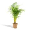 1b9373b107d54f25b350d2eb0c508acec967686c01c2405bb252b9bd32fef157.jpg Areca mit Korb