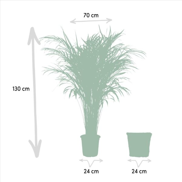 3733743c70854208950a4eec77e9f30f5e07d08b888d436e9dfe6956b2a124b7.jpg Areca mit Korb