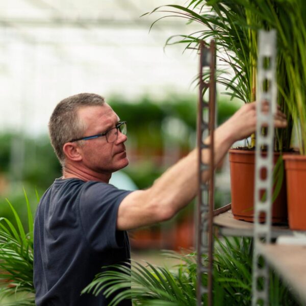 3bbf58deaf5843a4adefb4be95c61720eacb3e293de44e05be9751e06d4b1762.jpg Areca mit Korb
