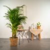 417aaa3280c24fd4b8b390a579c5003f67ec8448bb8648ee9e28f7e685d77c3b.jpg Areca mit Korb