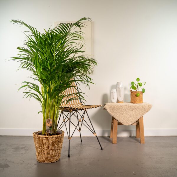 417aaa3280c24fd4b8b390a579c5003f67ec8448bb8648ee9e28f7e685d77c3b.jpg Areca mit Korb