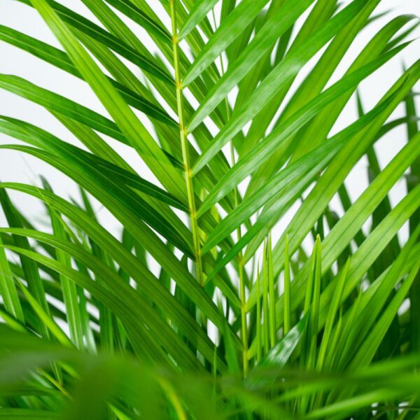 5046c17e328842be9485bf5beb9330362ac45d6a337e4222a3a5f1454e74adbb.jpg Areca mit Korb