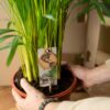 b0fe9d9da25547c798def3475f44fcf3caedce25bf7b44b59569dd5c33c6a5a1.jpg Areca mit Korb
