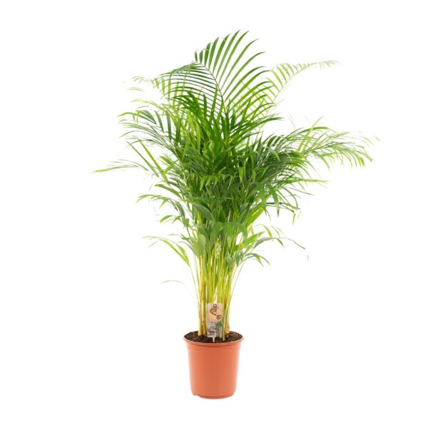 Areca Palme