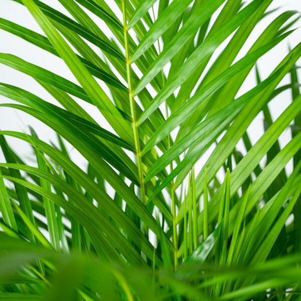 Areca Palme
