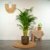 Areca Palme