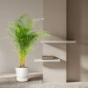 Areca Palme