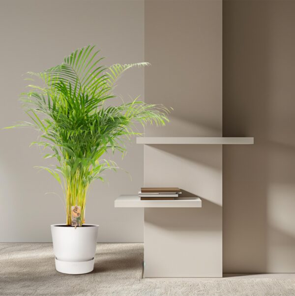 Areca Palme