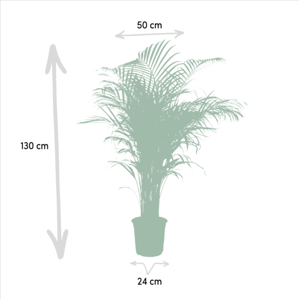 Areca Palme