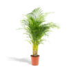 Areca Palme