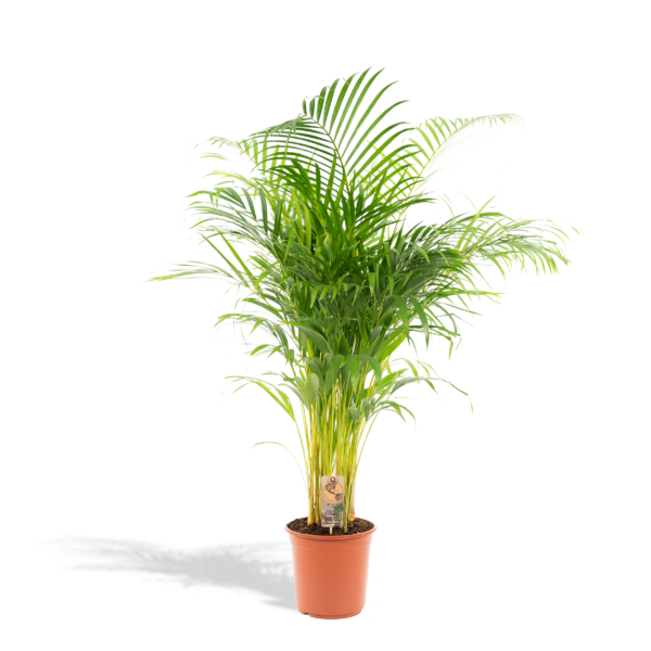 Areca Palme