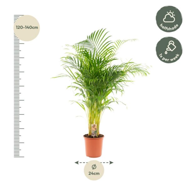 Areca Palme