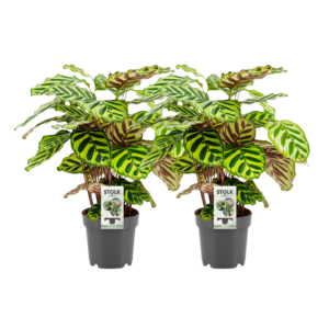 4ced8a17de344dd990f3b523360e16978affd5ca4f334ff2b07b49d92347d4eb.png Calathea Makoyana | 2 Stück