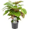 Calathea Makoyana