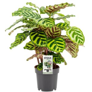 037da7138bcc4b0683ca8fe5e60df613b095c990e3624375821c108b78714d0d.jpg Calathea Makoyana