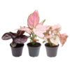 d3ba3529417740c88575518ecf2b825015b7bf3cd29b4875bf2e5fb0de34dfe4.png Rosa ist das neue Grün | 3 Stück