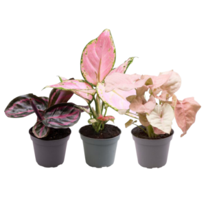 d3ba3529417740c88575518ecf2b825015b7bf3cd29b4875bf2e5fb0de34dfe4.png Rosa ist das neue Grün | 3 Stück