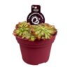 Drosera Aliciae