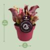 dc11664159134b368836e7283cd9a341cd0f6360cf6142cfa8f66e85c925f89f.jpg Sarracenia