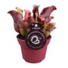 edf2edaad22c4da081eb66460deb84e015a0b103c911484691e0c5828b6584e4.jpg Sarracenia