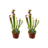 f0b300aad0784fb4bbe6dd80b9ec6d3591acaea29ee14a428ac11ca38b2fe2e7.png Sarracenia Judith Hindle - Fleischfressende Pflanze | 2 Stück