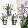 080fbc78db0e4586930cb2a938141b0cfdff4da6c45e4bf3a38d15e4cc225ca7.jpg Liriope muscari 'Ingwersen' | 3 Stücke
