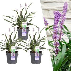 080fbc78db0e4586930cb2a938141b0cfdff4da6c45e4bf3a38d15e4cc225ca7.jpg Liriope muscari 'Ingwersen' | 3 Stücke