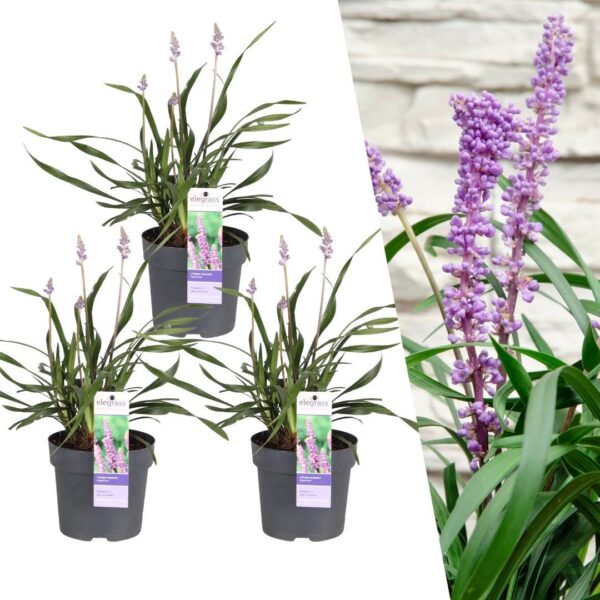080fbc78db0e4586930cb2a938141b0cfdff4da6c45e4bf3a38d15e4cc225ca7.jpg Liriope muscari 'Ingwersen' | 3 Stücke