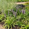 1bfc12159ed04df29a6c68bc5c426657ffa13da023f1431cae57f085e5196395.jpg Liriope muscari 'Ingwersen' | 3 Stücke